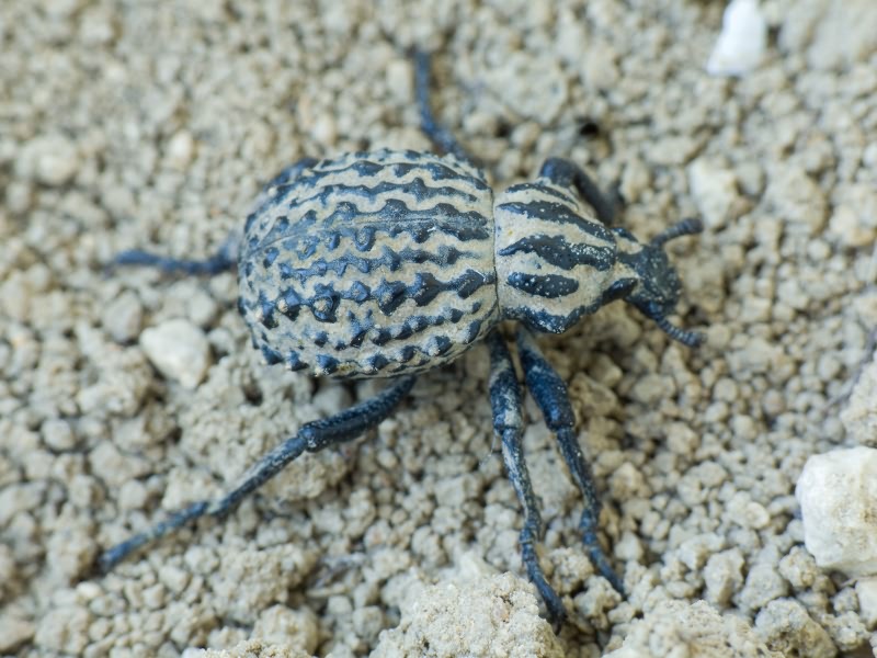 Brachycerus sinuatus Olivier, 1807